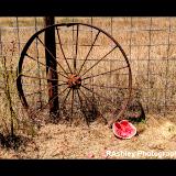 Rusted wheel with watermelon