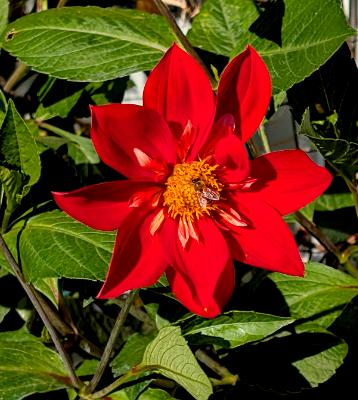 Bee loves Dahlia