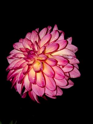 Wet Dahlia