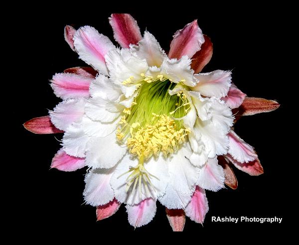 Cactus blossom
